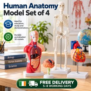 Human Anatomy Model Set of 4 Skeleton, Torso, Heart and Brain Educational Teaching Models