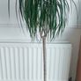 Dracaena Marginata / Dragon Tree/ Tall plant Image 2
