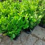 Laurel Hedging Image 10