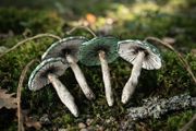 Handcrafted Cotton spoon mushroom
