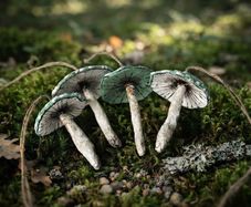 Handcrafted Cotton spoon mushroom