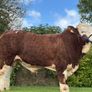 Simmental Bulls Image 3