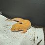 Leopard gecko and terrarium Image 2
