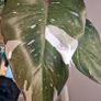 On hold No.7 Philodendron Red Anderson Image 5