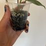 Philodendron Florida Beauty Image 3