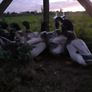 Poultry Image 8