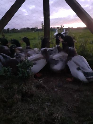 Poultry