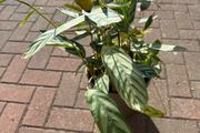 Mature Prayer Plant