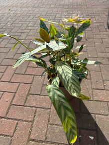 Mature Prayer Plant