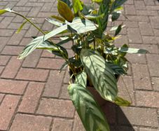 Mature Prayer Plant