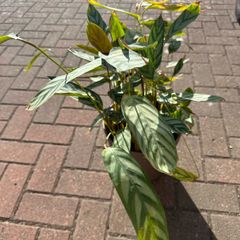 Mature Prayer Plant