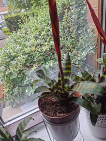 plants