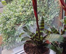 plants