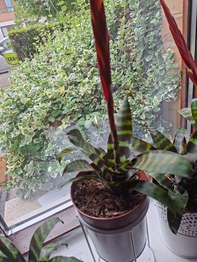 plants