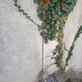 Corten steel Daffodil flower stems Image 4