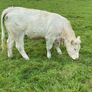 Quality CHX Heifers Mohill Mart Saturday 26th Sept Image 6
