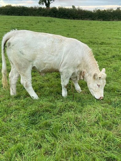 Quality CHX Heifers Mohill Mart Saturday 26th Sept