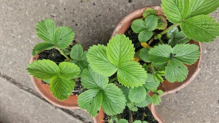 strawberries