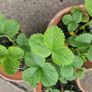 strawberries Image 3