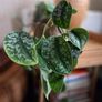 Scindapsus trebie plant Image 2