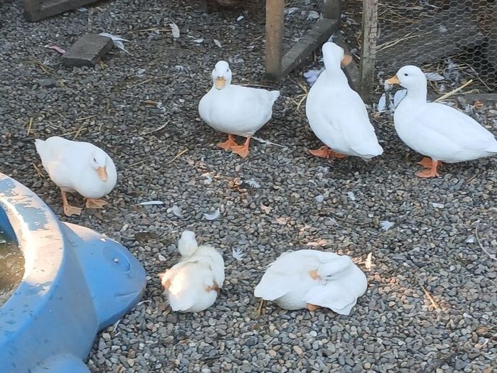 Call ducks, bantom chicks and roosters for sale