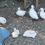 Call ducks, bantom chicks and roosters for sale Image 10