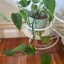 Trailing pothos Image 3
