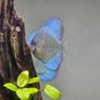 Fish tank n fish Image 3