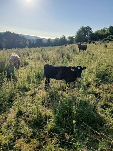 In calf heifers