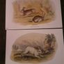 Nice selection of animal and bird print's Image 6