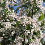 Aronia Plants Image 3
