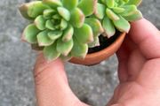 plant