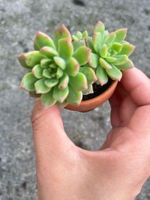 plant
