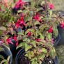 Fuchsia plants Image 2