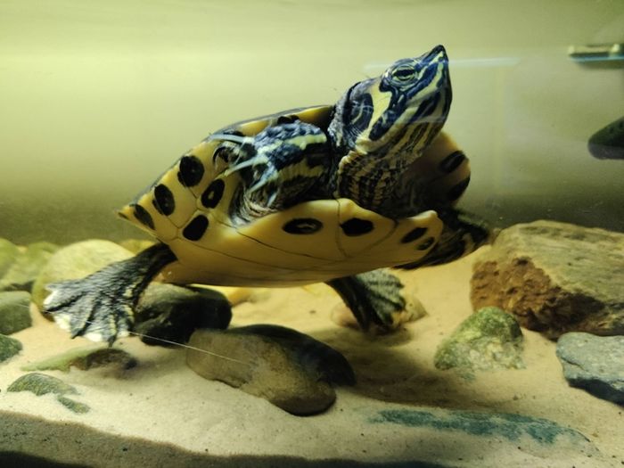 Adult Yellow Bellied Turtle