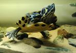 Adult Yellow Bellied Turtle