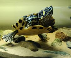 Adult Yellow Bellied Turtle