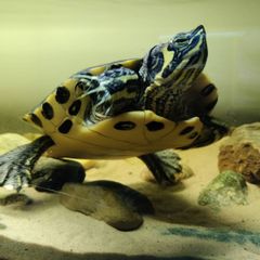 Adult Yellow Bellied Turtle