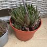 2 aloe plants Image 3