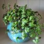 Turtle Vine. Tradescantia Callisia repens.House plant. Image 4
