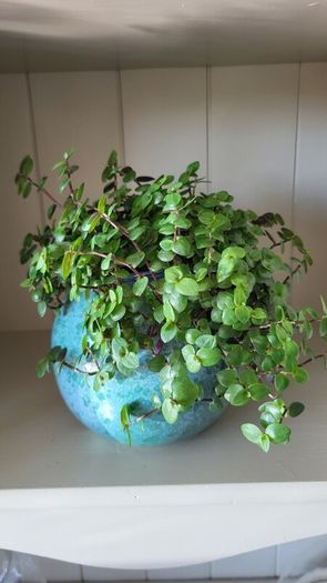 Turtle Vine. Tradescantia Callisia repens.House plant.