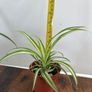 Small spider plant house plant Image 4