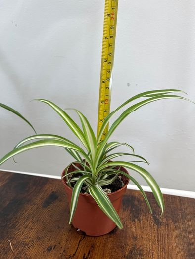 Small spider plant house plant