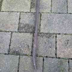 crow bar