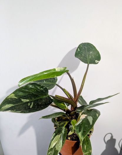 Philodendron White Princess Plant