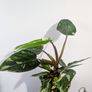 Philodendron White Princess Plant Image 2