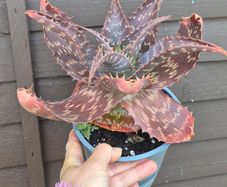 Aloe Maculata (Soap Aloe) Mature Plant for Sale