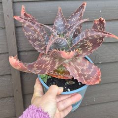 Aloe Maculata (Soap Aloe) Mature Plant for Sale