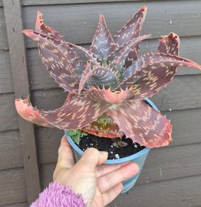 Aloe Maculata (Soap Aloe) Mature Plant for Sale