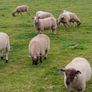 Hardy cross breed ewes for sale....280 Euros Image 7